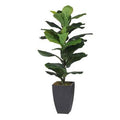 Fiddle-leaf Fig Tree in Pot V824