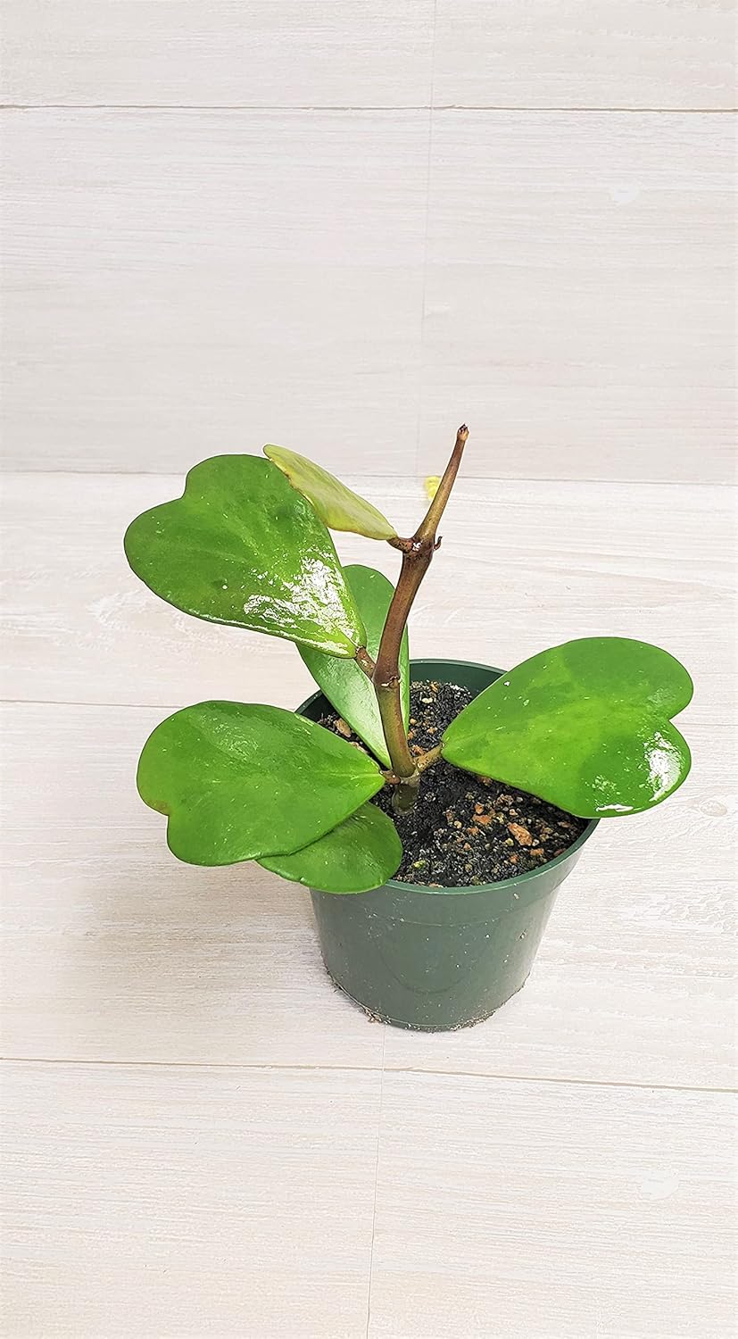 4" Live House Plants E317