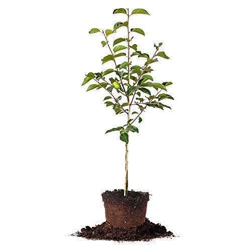 Fuyu Asian Persimmon Tree, Live Plant (3-4 ft.) Q7665