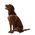 Yellow & Pink Ombre Dog Harness R1971