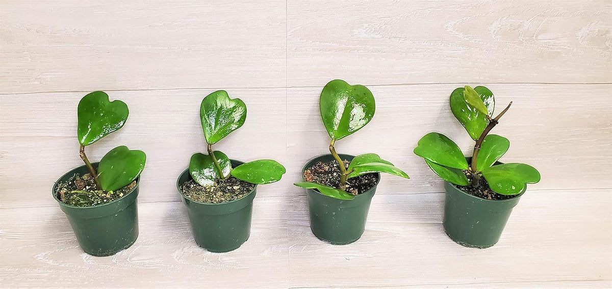 4" Live House Plants E317