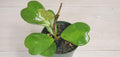 4" Live House Plants E317