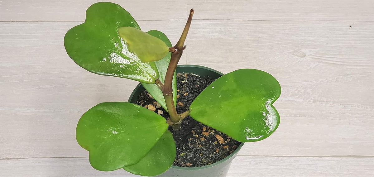 4" Live House Plants E317