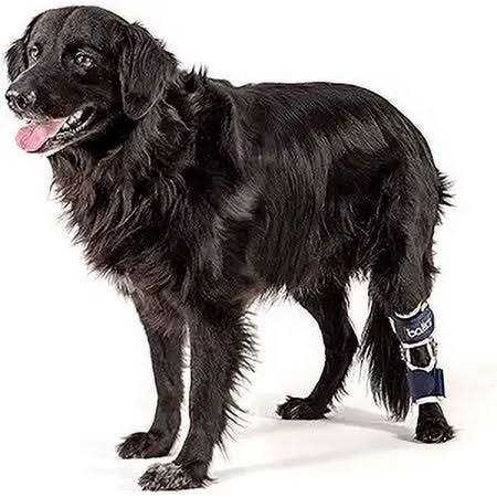 Knee Support for Dogs X884