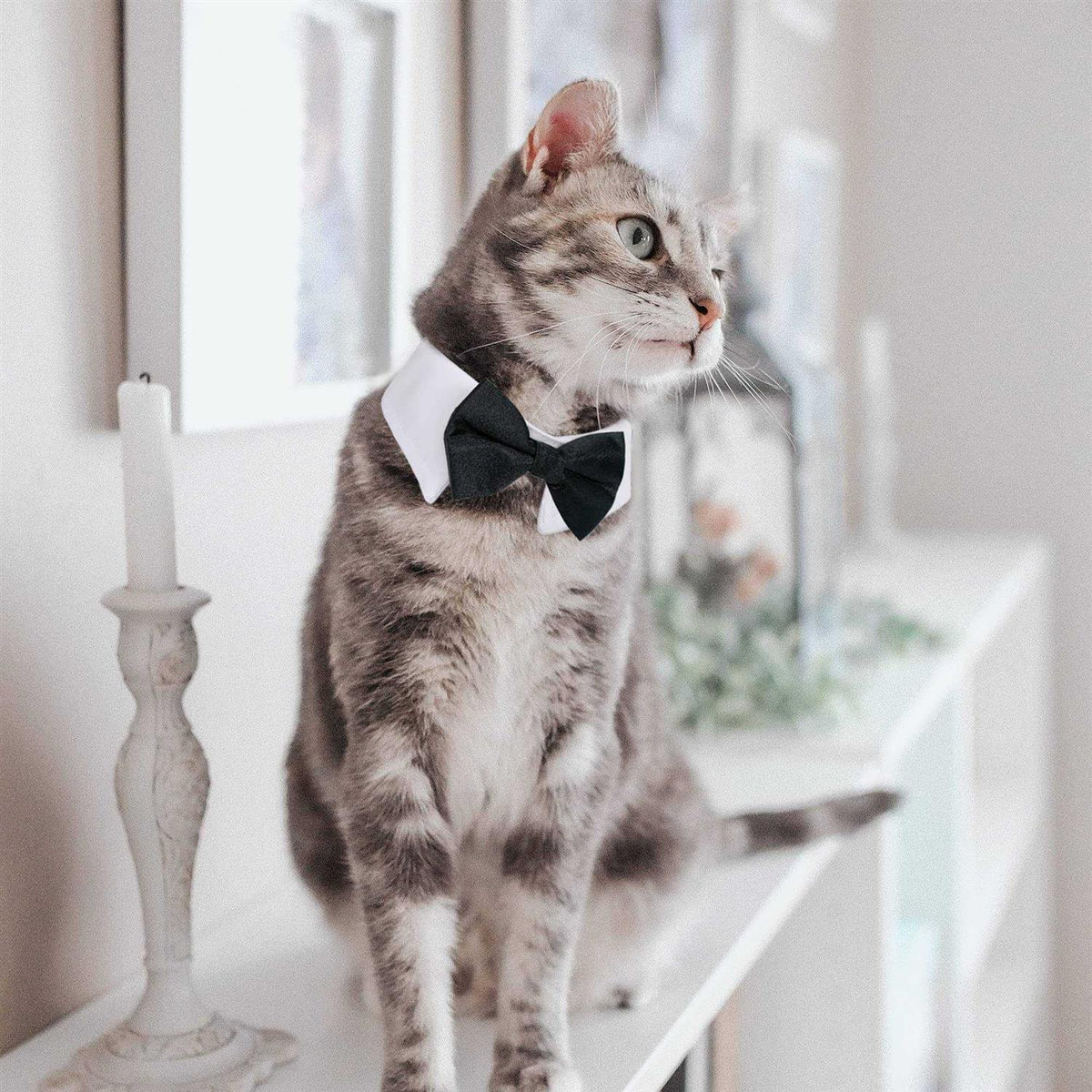 Dog Tuxedo Collar C657