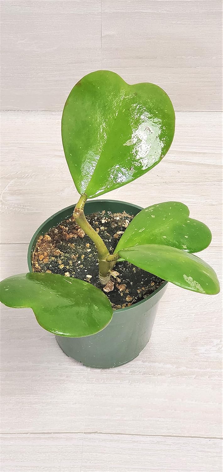 4" Live House Plants E317