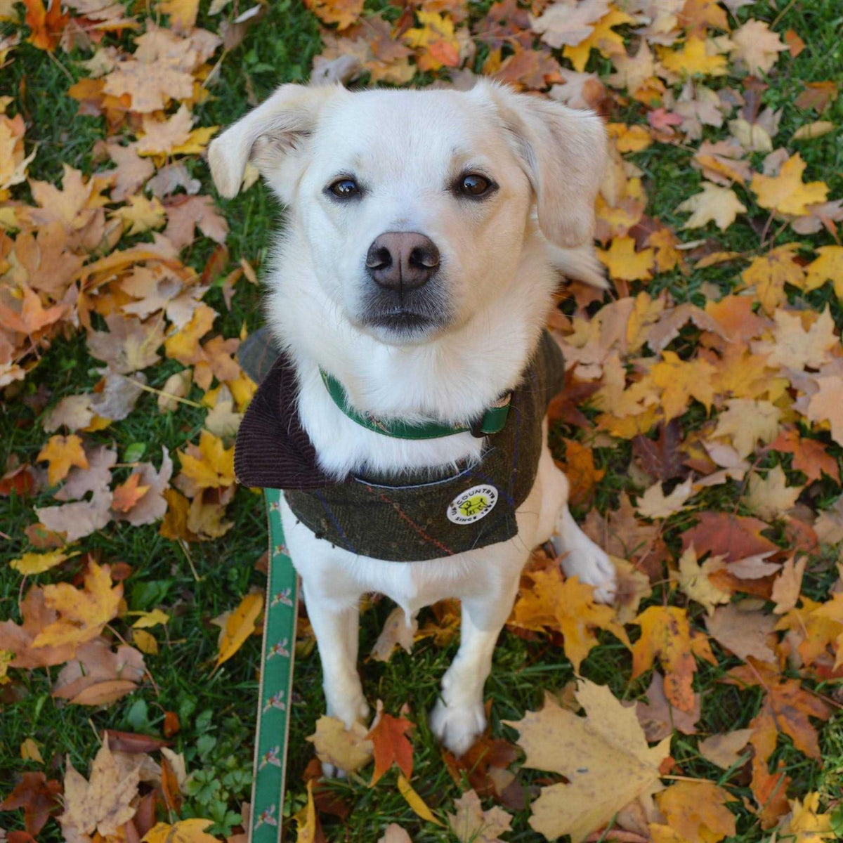 Dog Collar T459947