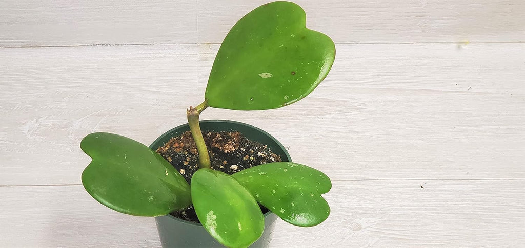 4" Live House Plants E317