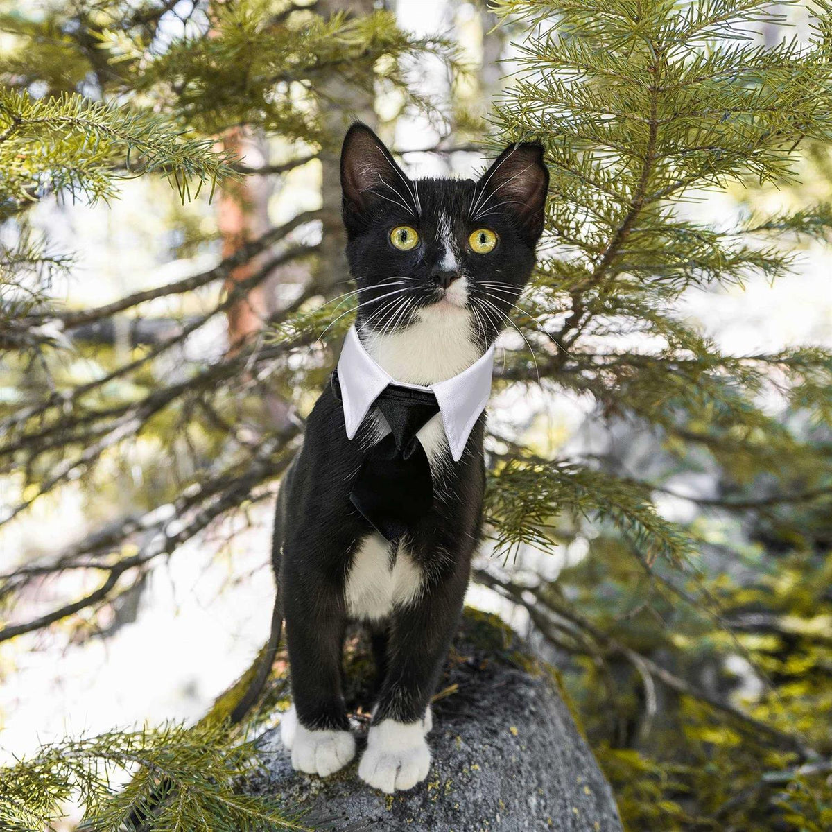 Dog Tuxedo Collar C657