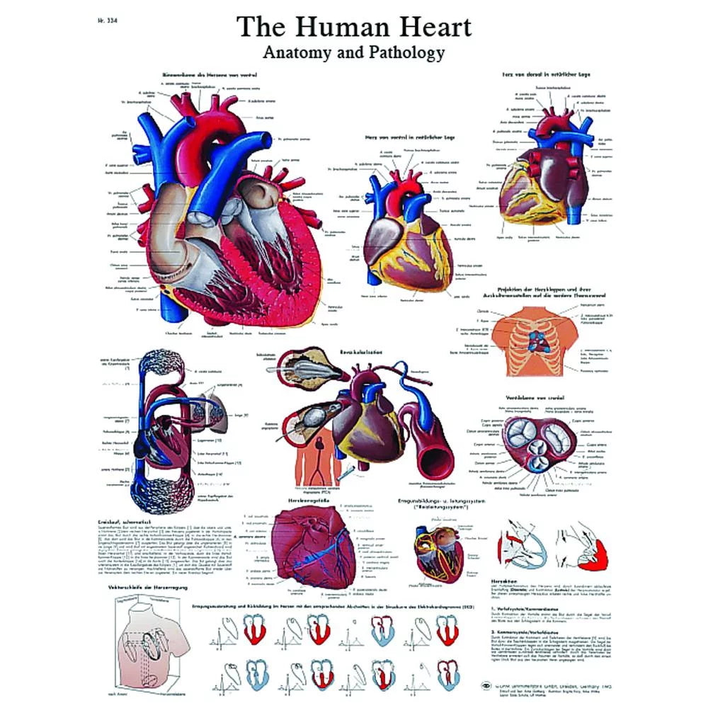 Anatomical Heart Chart I355234