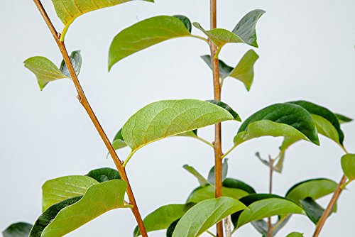 Fuyu Asian Persimmon Tree, Live Plant (3-4 ft.) Q7665