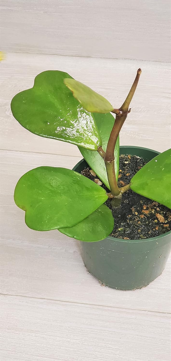 4" Live House Plants E317