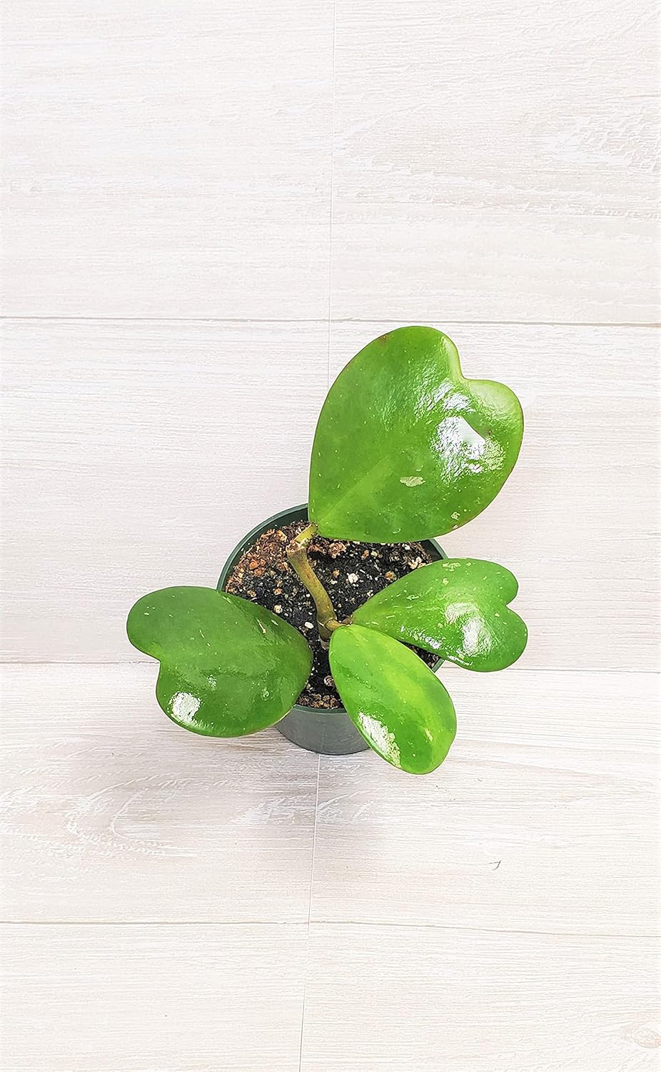 4" Live House Plants E317
