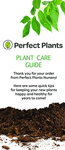 Fuyu Asian Persimmon Tree, Live Plant (3-4 ft.) Q7665