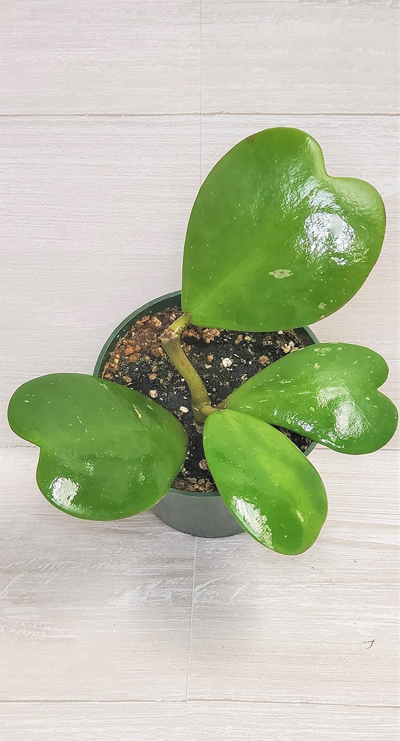 4" Live House Plants E317