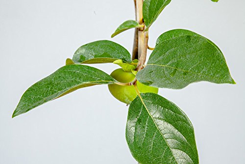 Fuyu Asian Persimmon Tree, Live Plant (3-4 ft.) Q7665