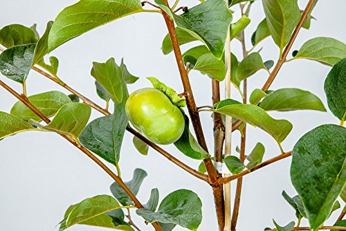 Fuyu Asian Persimmon Tree, Live Plant (3-4 ft.) Q7665