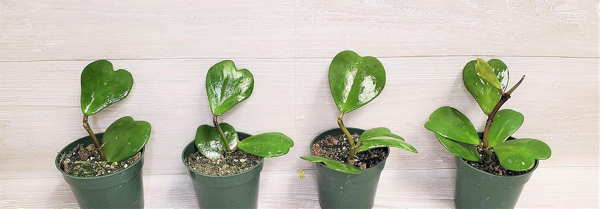4" Live House Plants E317