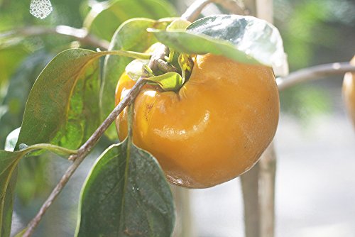 Fuyu Asian Persimmon Tree, Live Plant (3-4 ft.) Q7665