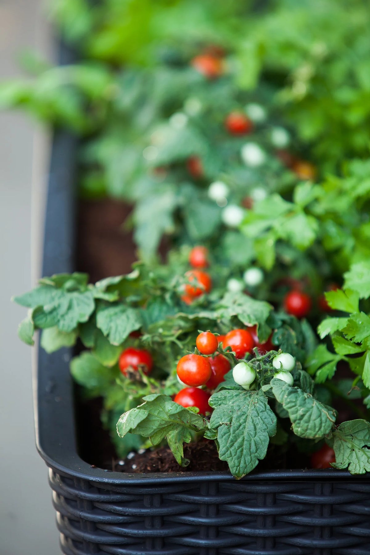 Raised Garden Bed with Self-Watering and Drainage System E471532