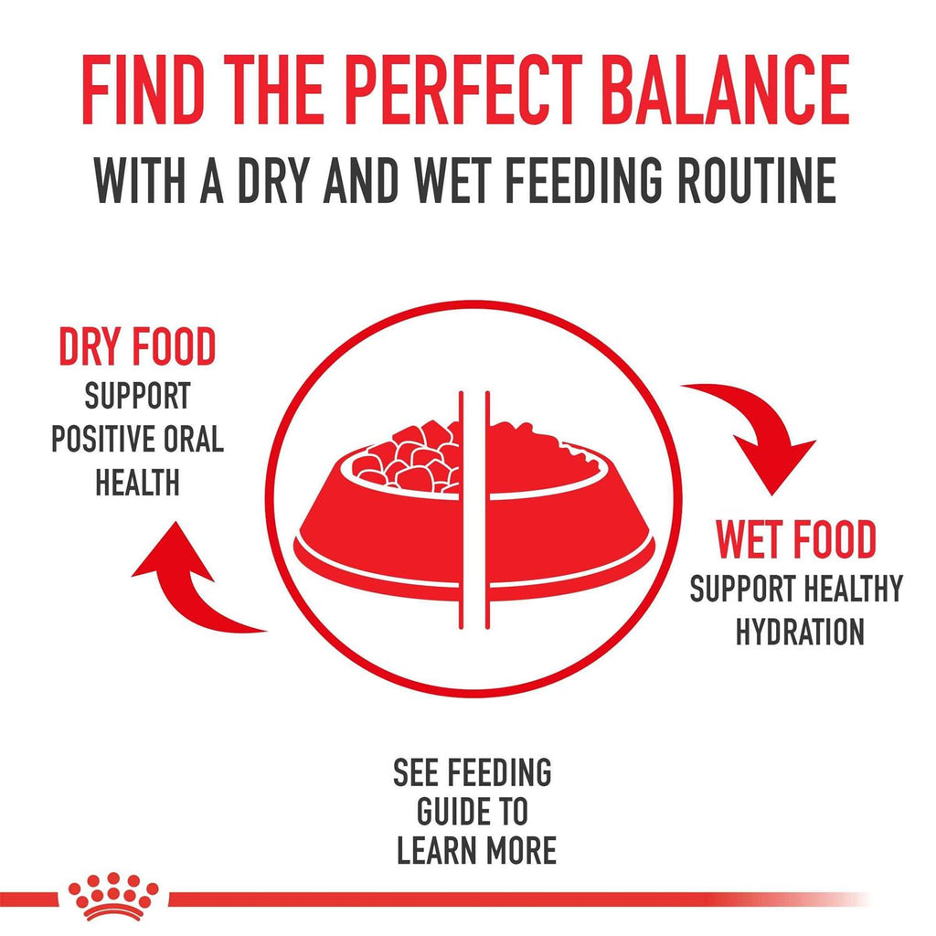 Adult Dry Dog Food T53861