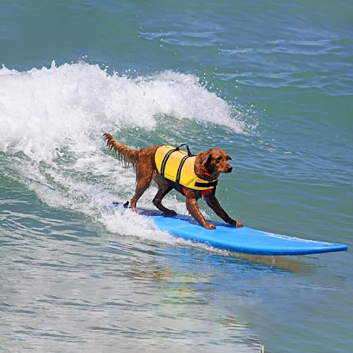 Dog Life Jacket with Reflective Stripes H613